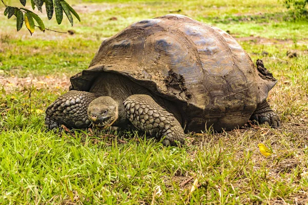 Galapagos Giant Turtle, Ecuador — Stock Photo, Image