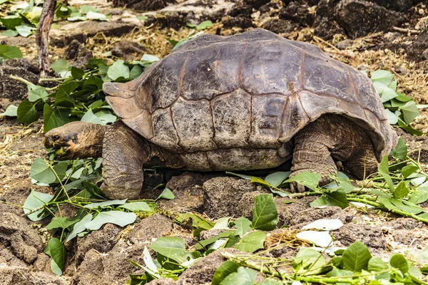 Tortuga gigante de Galápagos, Ecuador — Foto de Stock
