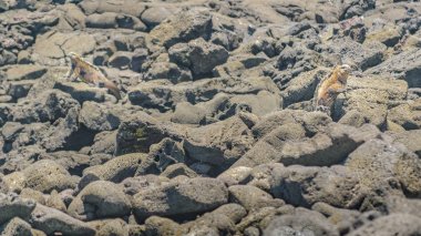 Iguanas kayalık sahil