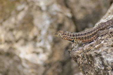 Doğa, küçük kertenkele