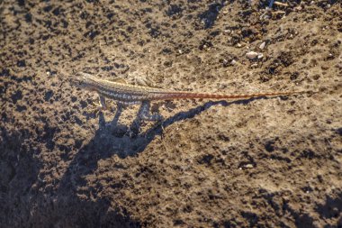 Doğa, küçük kertenkele