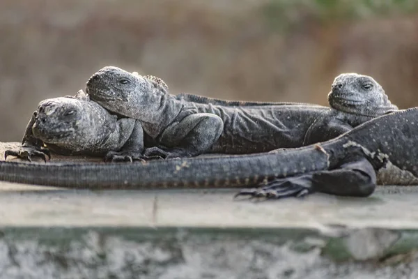 Grup küçük Iguanas yere dinlenme — Stok fotoğraf