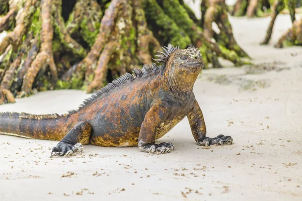 Iguana: Beach, Galapagos szigetek, Ecuador — Stock Fotó