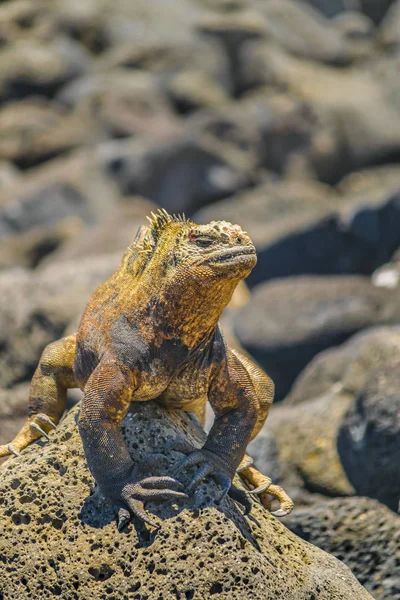 Iguana na costa rochosa — Fotografia de Stock