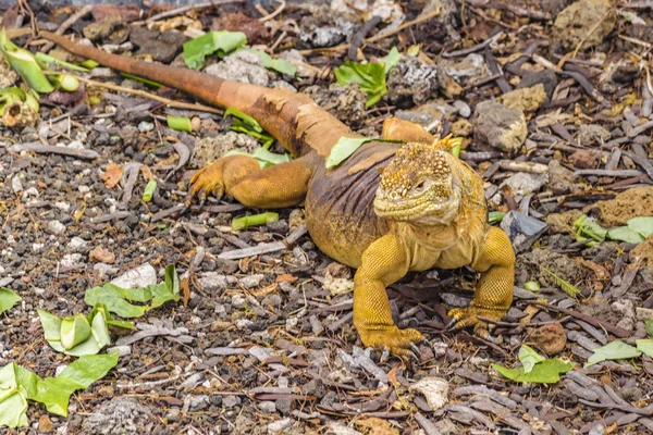 Iguana amarilla en planta baja —  Fotos de Stock