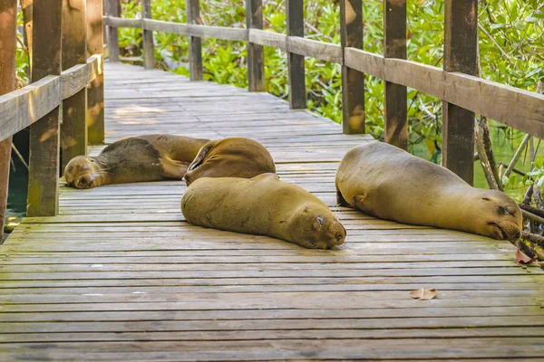 Морские львы, спящие на пути, Галапагосские острова, Эквадор — стоковое фото