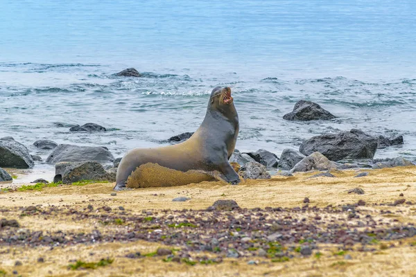 Seewolf am felsigen Strand, Galapagos, Ecuador — Stockfoto