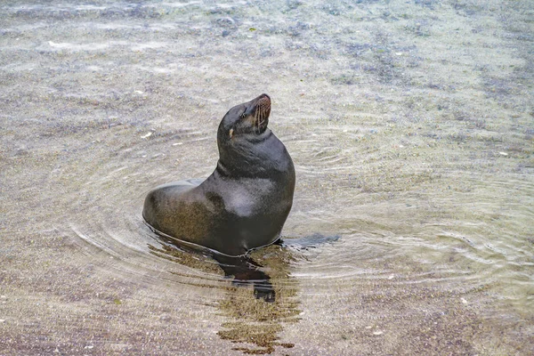 Tengeri Farkas Beach partján, Galapagos, Ecuador — Stock Fotó