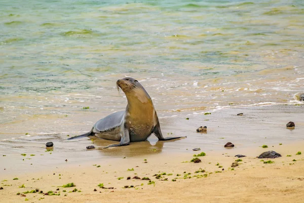 Морський вовк на березі моря, Галапагоські острови, Еквадор — стокове фото