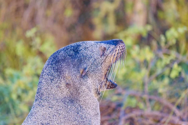 Seewolf Porträt Nahaufnahme — Stockfoto