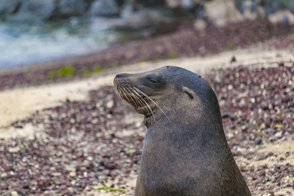 Loup de mer Portrait Gros plan — Photo