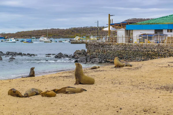 Group of Sea Lions Resting at Shore of Beach
