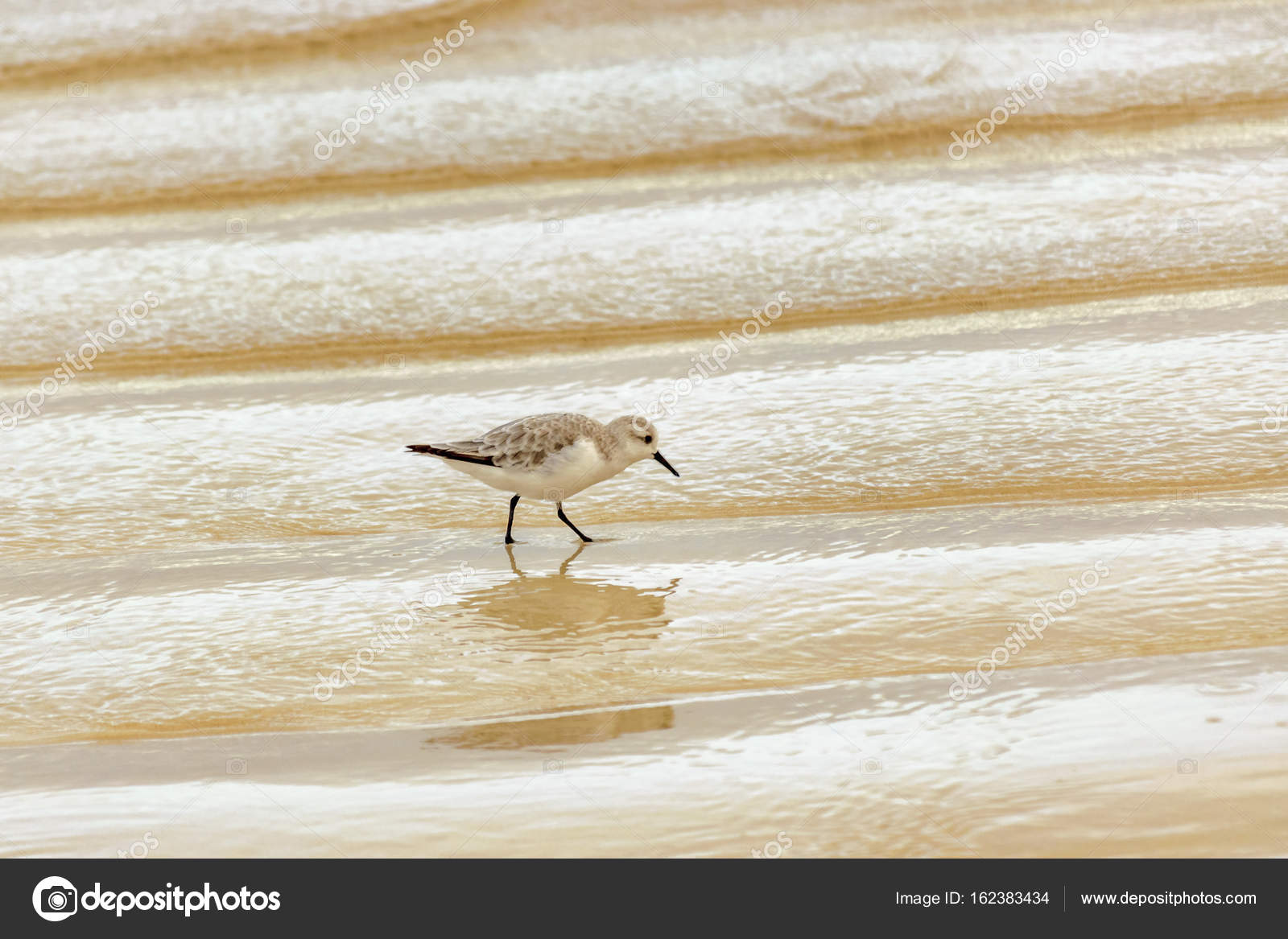 Petit Oiseau Marchant Au Rivage De La Plage Galapagos