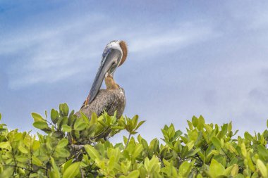 Büyük Pelican ağacının, Galapagos, Ecuador