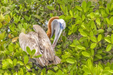 Büyük Pelican ağacının, Galapagos, Ecuador