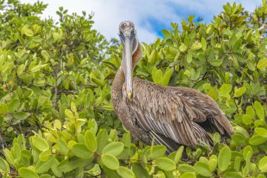 Büyük Pelican ağacının, Galapagos, Ecuador