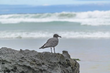 Beach, Galapagos, Ekvador taşlara, gri kuş