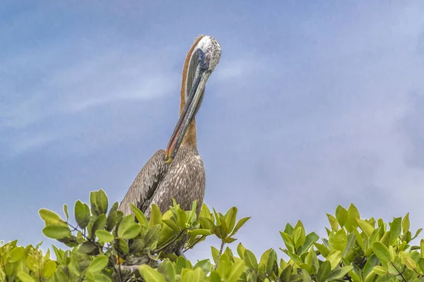 Pelikan am Baum, Galapagos, Ecuador — Stockfoto