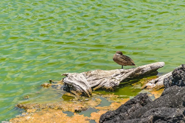 Oiseau sur tronc de bois au bord de l'océan — Photo