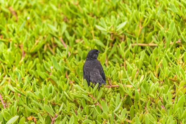 Pájaro Negro Rodeado de Plantas, Galápagos, Ecuador —  Fotos de Stock