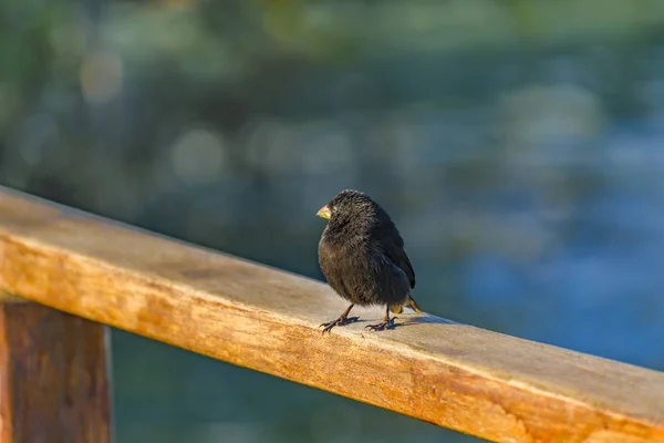 Black Small Bird at Railing, Галапагосские острова, Эквадор — стоковое фото