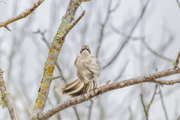 乾燥木、ガラパゴス、エクアドルで灰色の鳥 — ストック写真