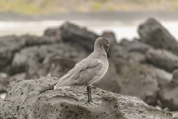 ビーチ、ガラパゴス、エクアドルで岩で灰色の鳥 — ストック写真