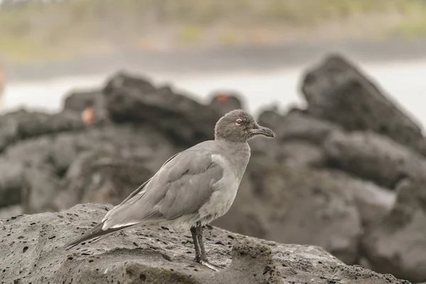 ビーチ、ガラパゴス、エクアドルで岩で灰色の鳥 — ストック写真