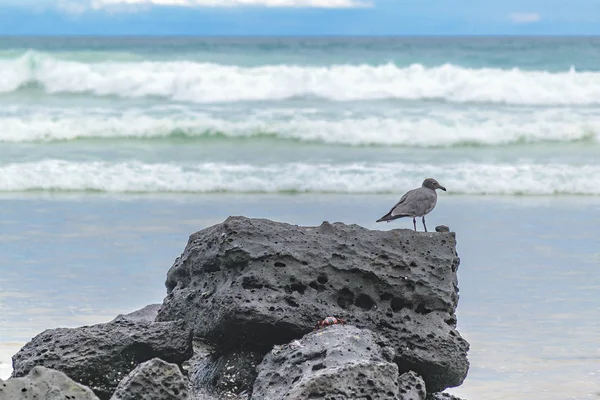 Beach, Galapagos, Ekvador taşlara, gri kuş — Stok fotoğraf