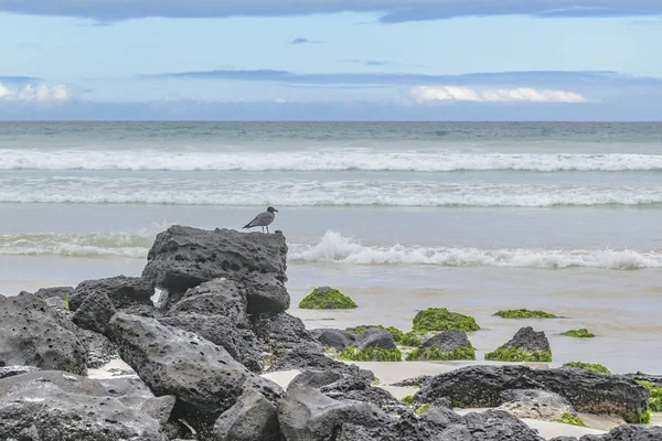 Beach, Galapagos, Ekvador taşlara, gri kuş — Stok fotoğraf