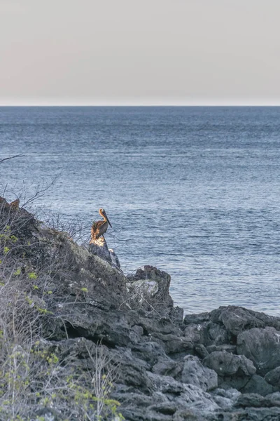 Pelican at Rock, Galapagos, Ecuador — Stock Photo, Image