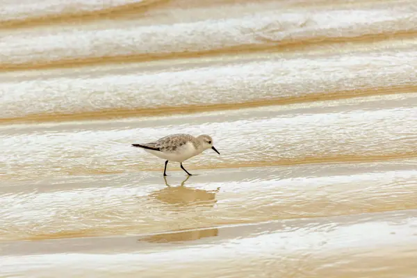 Liten fågel promenader på stranden av Beach, Galapagos, Ecuador — Stockfoto