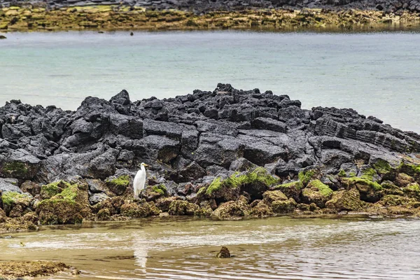 Λευκό πουλί βραχώδη παραλία, Γκαλαπάγκος, Ισημερινός — Φωτογραφία Αρχείου