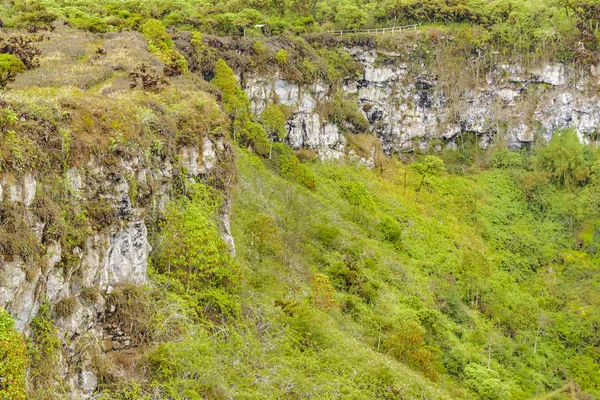 Scalesia orman, Galapagos, Ecuador