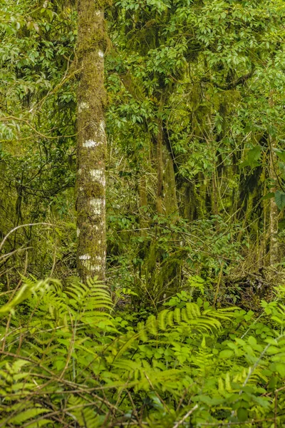 Scalesia orman, Galapagos, Ecuador