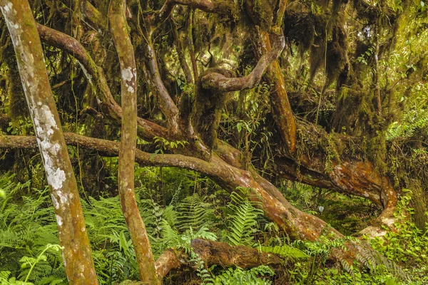 Скасийский лес, Галапагосские острова, Эквадор — стоковое фото