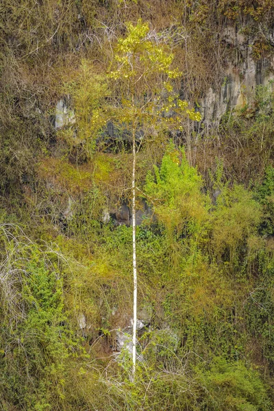 Scalesia skog, Galapagos, Ecuador — Stockfoto