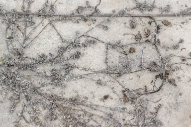 Kuru ağaç dalları Beach