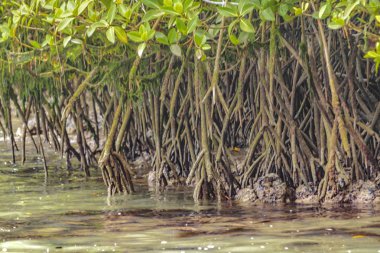 Mangroove ağacının ayrıntı görünümü