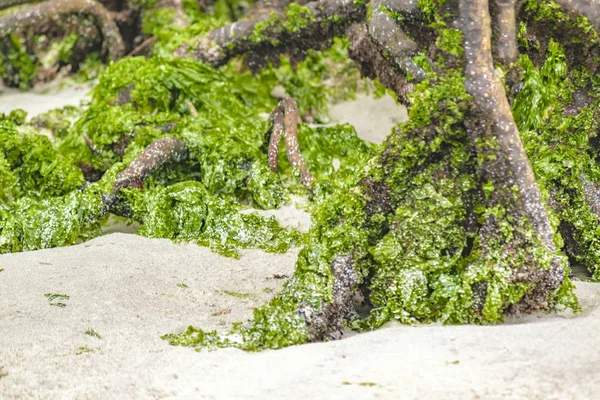 Plaj Mangroove, Galapagos, Ecuador