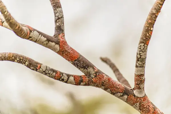 Renkli ağaç dalları portre — Stok fotoğraf