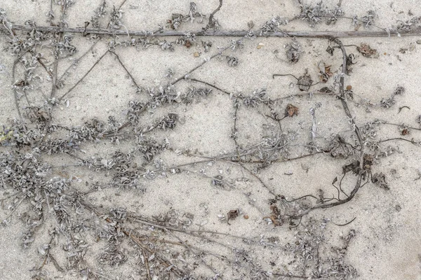 Kuru ağaç dalları Beach