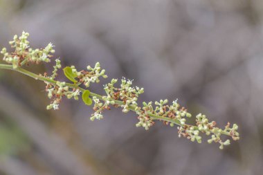 Küçük ağaç dalı bulanıklık arka plan