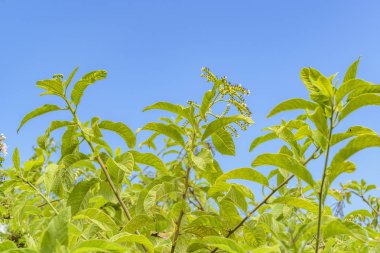 Mavi gökyüzü tropikal bitki