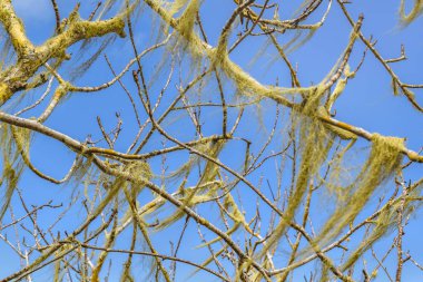 Ağaç dalları ayrıntı görünümü