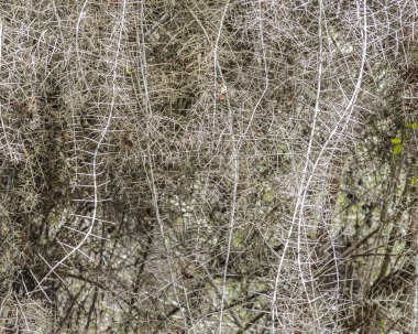 Dalları dikenli doku ile