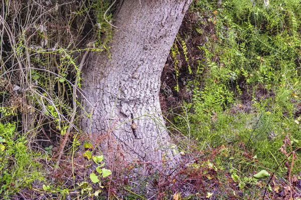 Skog stora Trunk — Stockfoto