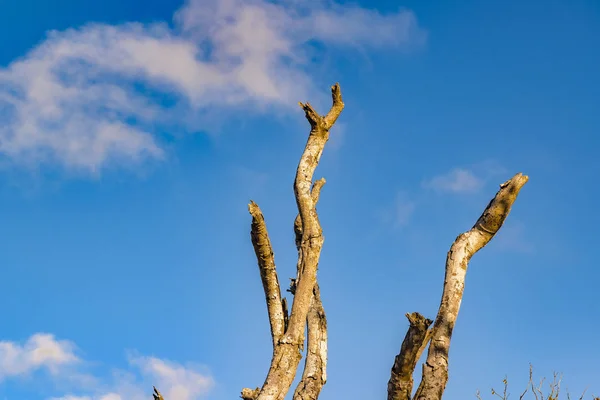 Laubloser Baum gegen blauen Himmel — Stockfoto