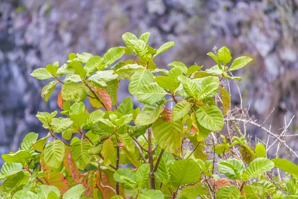 Plantas tropicales contra el desenfoque de fondo — Foto de Stock