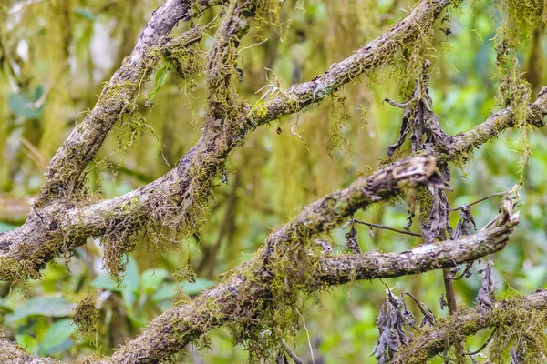 Ramas de árboles detalle Vista — Foto de Stock